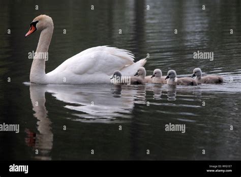 From Unattractive Hatchlings to Graceful Aviary Wonders: The Life Cycle of Cygnets