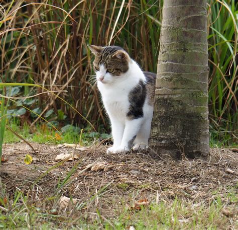 From Untamed to Domesticated: The Rehabilitation Journey of Free-Ranging Kittens