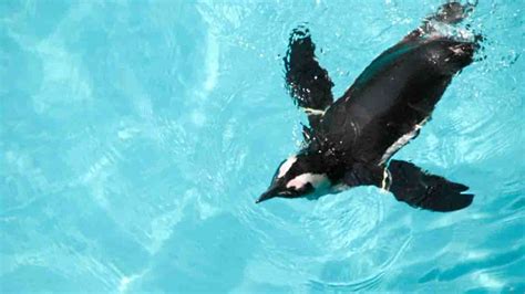 From Walking to Flying: How Penguins Adapted Their Wings for Swimming