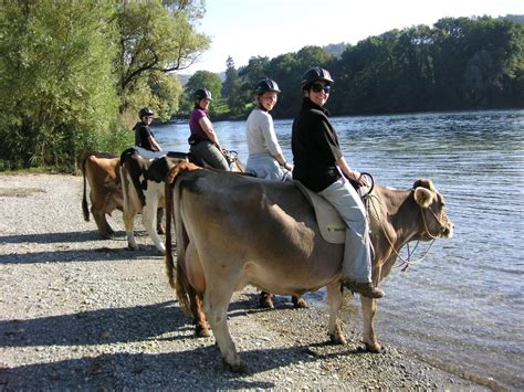 From childhood fantasies to adult pursuits: The allure of cowback riding