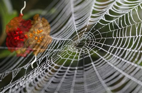 From silk to web: the craftsmanship of constructing orb spider webs