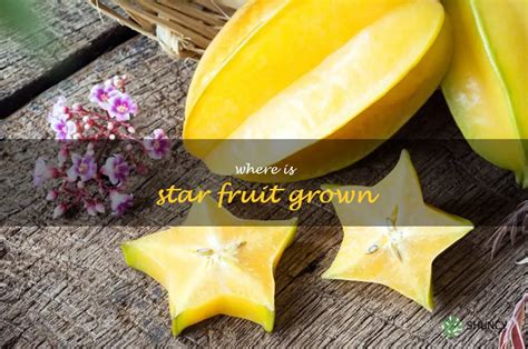 From the Tropics to Your Plate: The Origins of Star Fruit