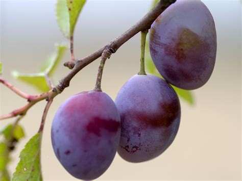 Fruit Symbolism: Unveiling the Secrets of Plums in Dreams