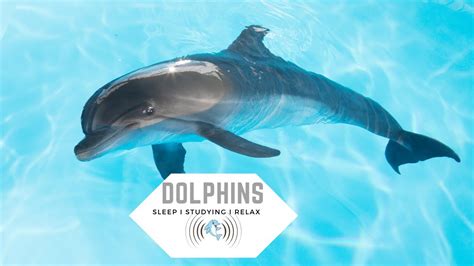 Fulfill Your Aspiration of Performing Enchanting Melodies: Dolphin Compositions