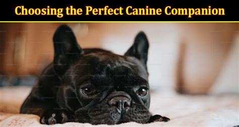 Fulfilling Your Canine Desires: The Ultimate Guide to Choosing the Perfect Companion