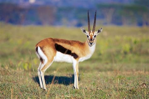 Fun Facts: Fascinating Trivia about the Adorable Gazelle