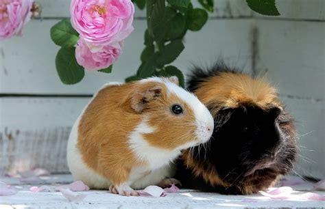 Fun and Engaging Ways to Foster a Strong Bond with Your Beloved Cavy Companions