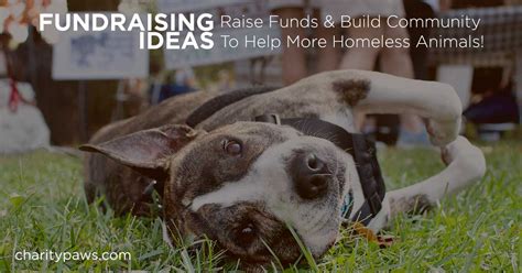 Fundraising Inspiration for Animal Rescue Organizations