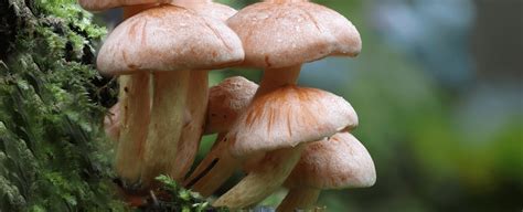 Fungi as Bioindicators: Exploring the Role of Mushrooms in Environmental Monitoring