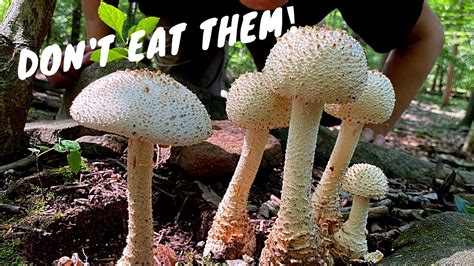 Fungus Among Us: Toxins and Dangerous Mushrooms to Avoid