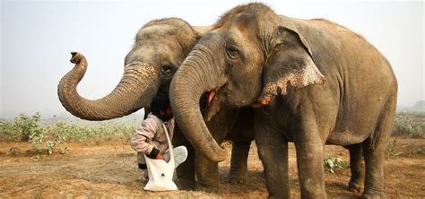 Gain Knowledge and Expertise in Elephant Care and Conservation