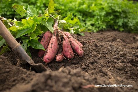 Gardening Guide: Growing and Harvesting Yams in Your Backyard