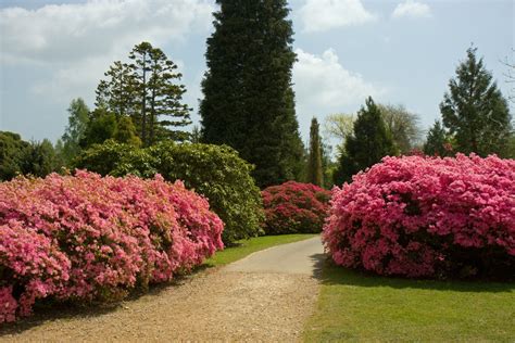 Gardening Tips for Cultivating Gorgeous Pink Blossoms