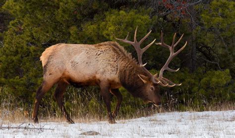 Get up Close and Personal with Majestic Bulls