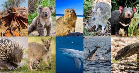 Get up close and personal with Australia's iconic wildlife