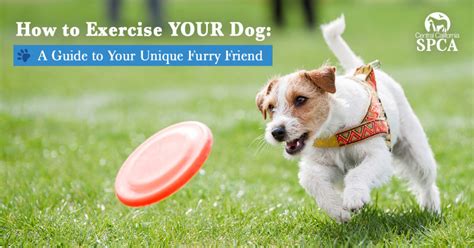 Getting Active Together: A Guide to Exercising with Your Furry Friend