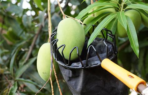 Getting Ready for Your Adventure in Harvesting Delicious Mangoes