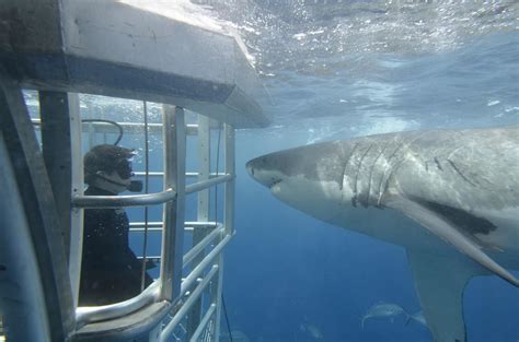 Getting Up Close and Personal: The Unparalleled Adventure of Shark Riding