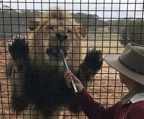 Getting Up Close and Personal with Majestic Lions in the Water