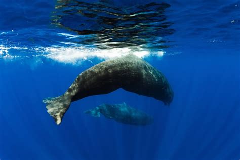 Giants of the Deep: Exploring the Impressive Size and Anatomy of Sperm Whales