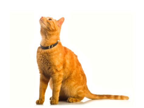 Ginger Kitty: Biography