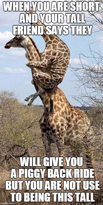 Giraffe Safety: Creating a Harmless Environment for You and Your Tall Friend