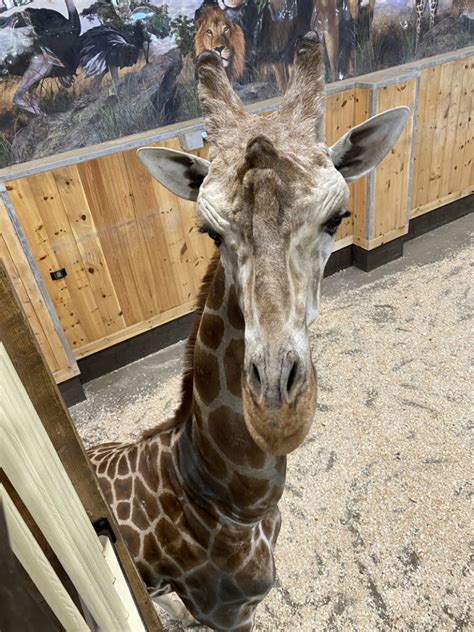 Giraffes as Attractions: The Role of Giraffe Farms and Zoos