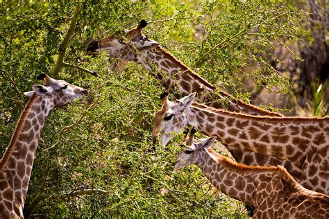 Giraffes in their Natural Habitat: Exploring their Untamed Behavior