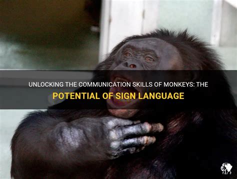 Glimpse into the Astonishing Language Skills of Monkeys