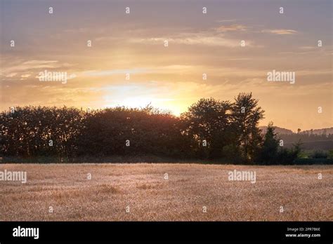 Golden Grain: A Sustainable Crop for the Future