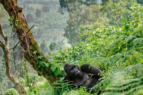 Gorilla's Habitat and Environmental Requirements