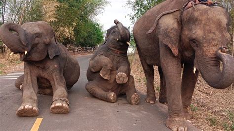 Graceful Giants: Exploring the Enchanting Universe of Elephants