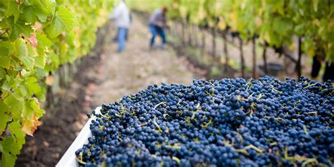 Grape Harvesting as an Experience: Working in the Vineyards