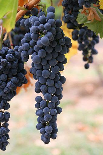 Grapes for the Ages: A Look into the History of Purple Grape Cultivation