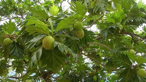 Green Breadfruit: A Sustainable Solution for Food Security