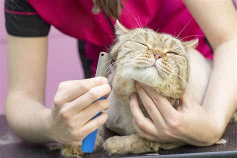 Grooming Techniques: Understanding the Process and Tools used for Feline Trimming