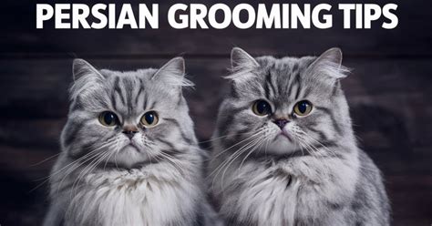 Grooming Your Majestic Persian: The Skill of Maintaining that Luxurious Coat