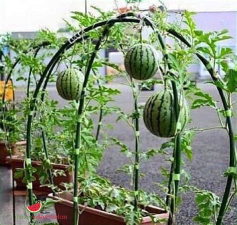 Growing Compact Watermelons: Bringing Nature's Sweetness to Your Backyard