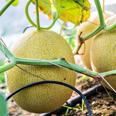 Growing Golden Melons: Expert Tips for Cultivating Your Own