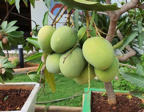 Growing Mangoes: Tips for Successful Cultivation