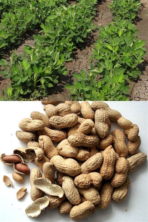 Growing Peanuts at Home: Tips and Tricks for a Bountiful Harvest