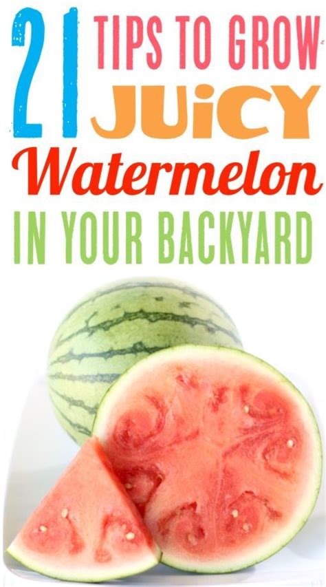 Growing Perfect Melons: Expert Tips and Tricks