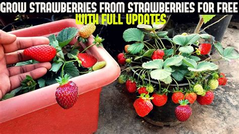 Growing Strawberries: From Seed to Fruit