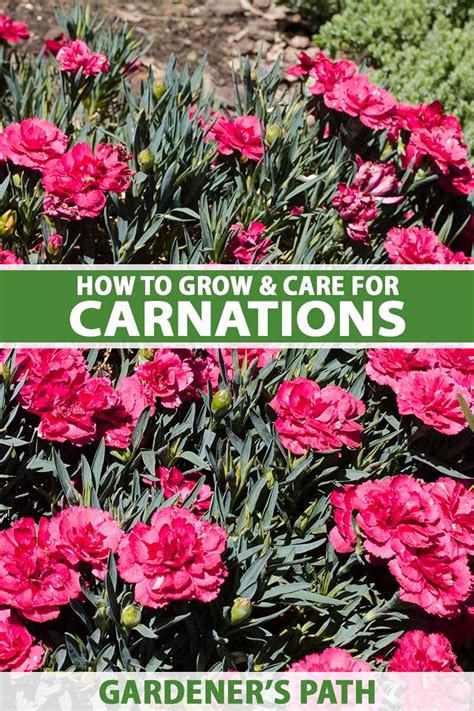 Growing Sunshine: A Guide to Cultivating Sunny Carnations