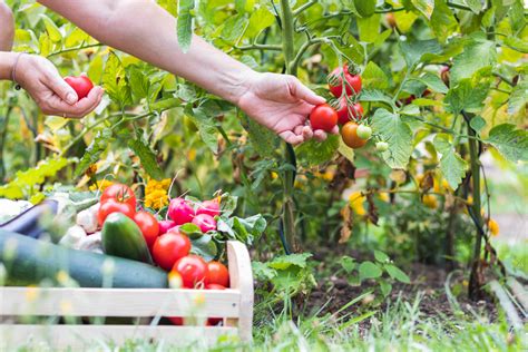 Growing Your Own Crops: Cultivating a Bountiful Harvest