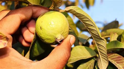 Growing Your Own Guava Tree: A Guide for Green Thumbs