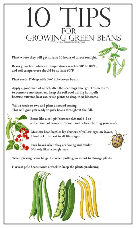 Growing Your Own Sweet Legumes: Tips and Tricks for a Bountiful Harvest