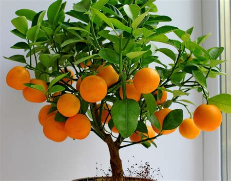 Growing Your Own Tangerine Tree: Tips for a Successful Home Orchard