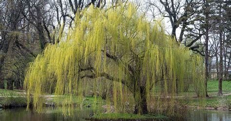 Growing and Caring for Beautiful Willow Trees in Your Home Garden