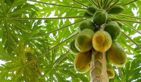 Growing and Caring for Your Own Papaya Tree: Tips for Successful Cultivation